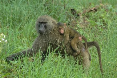 maymun aile. Tanzanya