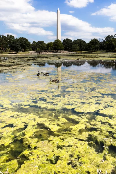 Obelisk uit een groep — Stockfoto