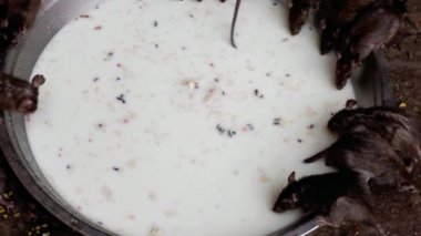 Rat tapınağı, Hindistan