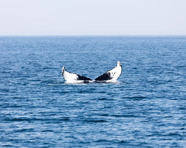 Tail of Whale, Cape Cod — Stock Photo, Image