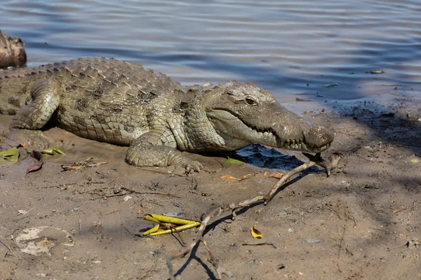 Szent krokodil, Burkina Faso — Stock Fotó