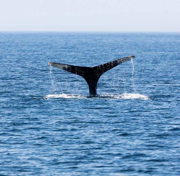 Tail of Whale, Cape Cod — Stock Photo, Image