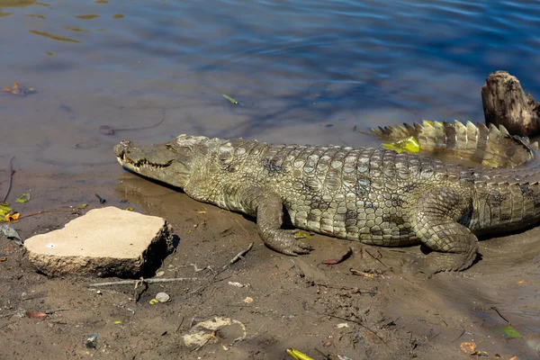 Священный крокодил Буркина-Фасо — стоковое фото