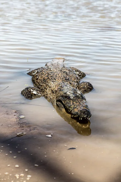 神圣的鳄鱼，布吉纳法索 — 图库照片