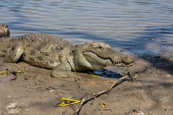 Heliga krokodil, Burkina Faso — Stockfoto