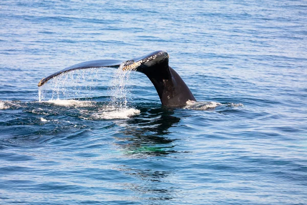 Cola de ballena, bacalao de capa, bacalao de capa — Foto de Stock