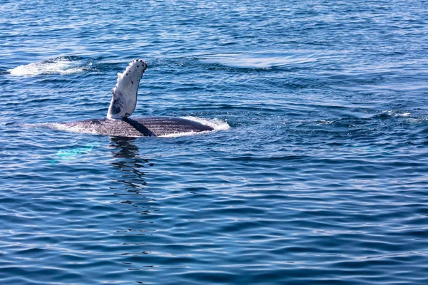 Ballena, bacalao de capa — Foto de Stock