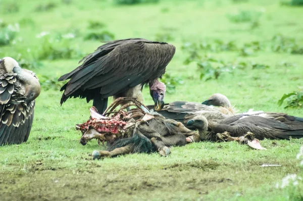 Abutres alimentando-se de uma morte — Fotografia de Stock