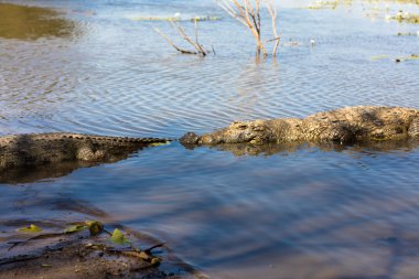 Kutsal timsah, Burkina Faso