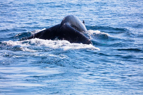 Китовий хвіст, тріска для мису, тріска для мису — стокове фото