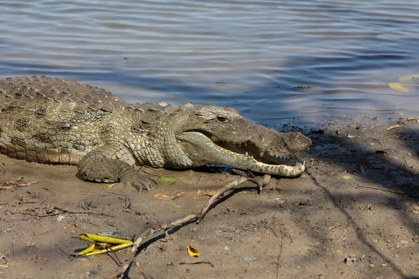 Szent krokodil, Burkina Faso — Stock Fotó