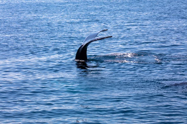 Whale tail , cape cod, cape cod — Stock Photo, Image