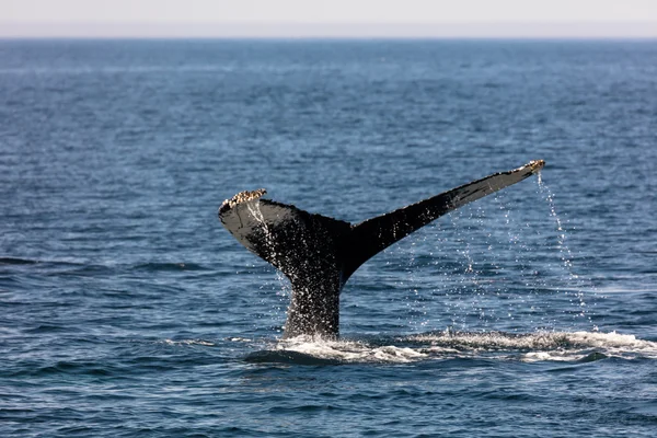 Ballena, bacalao de capa — Foto de Stock