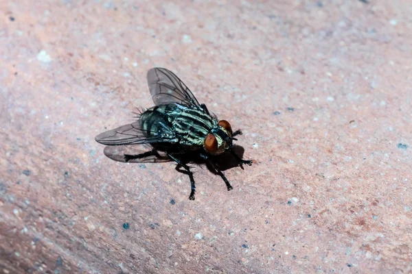 Fly, close up — Stock Photo, Image