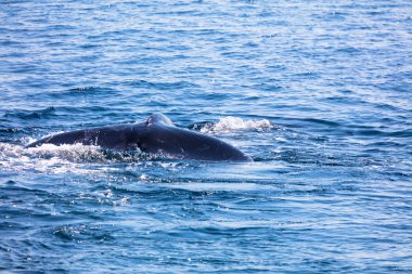 Kuyruk, cape cod, cape cod balina
