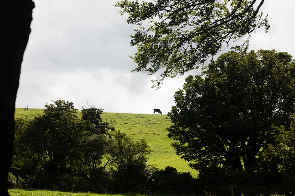 Landscape, Northern Ireland — Stock Photo, Image