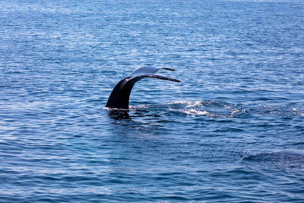 クジラの尾、コッド岬、ケープ ・ コッド — ストック写真