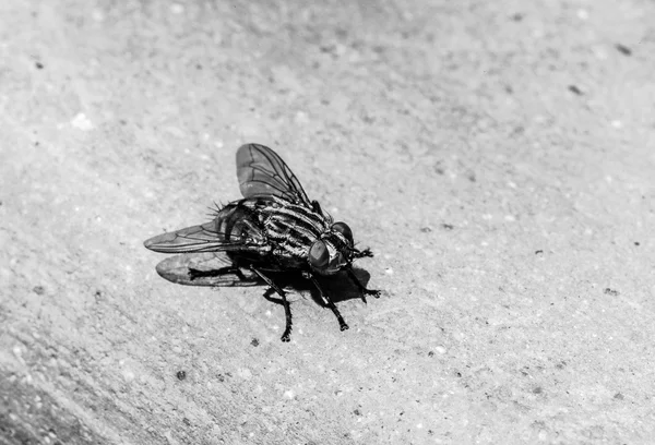 Makro einer Fliege — Stockfoto