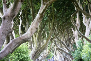 Sihirli orman, Kuzey İrlanda