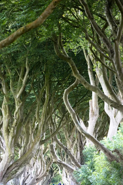 Forêt magique, Irlande du Nord — Photo