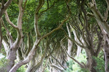 Sihirli orman, Kuzey İrlanda