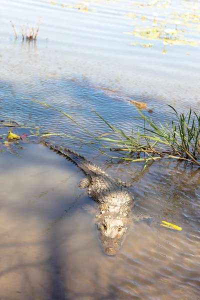 Священный крокодил Буркина-Фасо — стоковое фото
