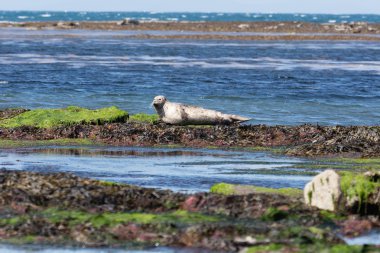 Deniz aslanı İrlanda