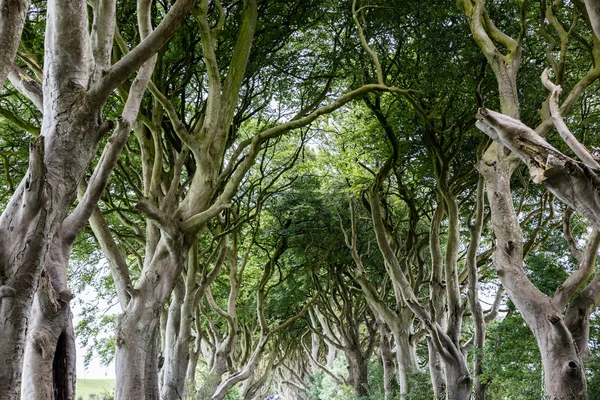 Magisk skog, Nordirland — Stockfoto