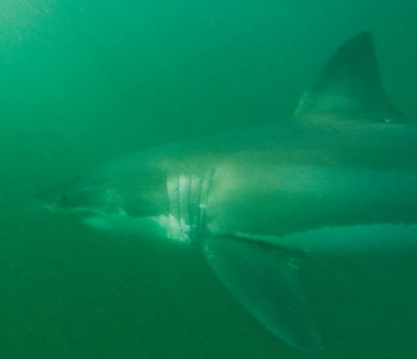 Avustralya 'da büyük beyaz köpekbalığı.