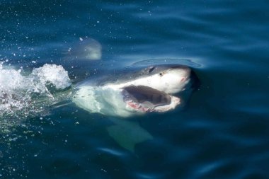 Avustralya 'da büyük beyaz köpekbalığı var.
