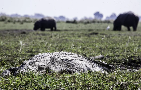 Crocodile,hippos — Stock Photo, Image