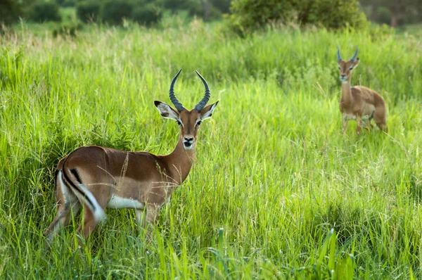 Antelope — Stock Photo, Image