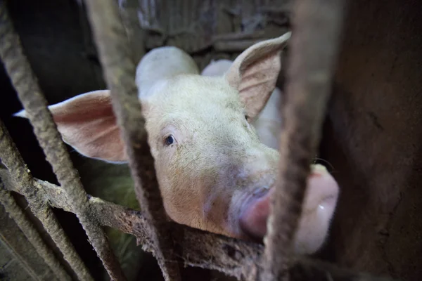 Cerdo encarcelado — Foto de Stock