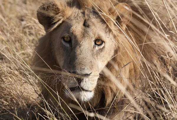 Aslan, Botsvana — Stok fotoğraf