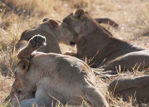 Aslan, Botsvana — Stok fotoğraf