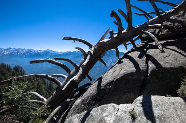 Sekoya Ulusal Parkı