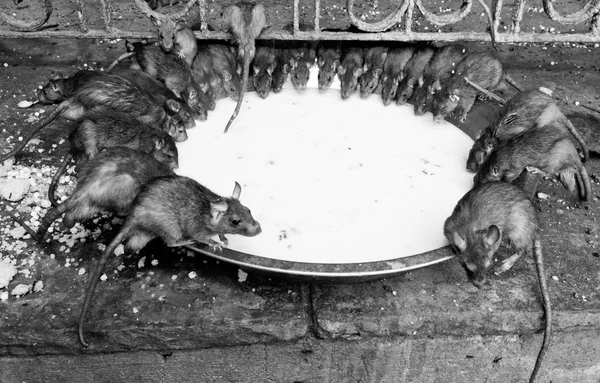 Rat tempel, Bikaner — Stockfoto