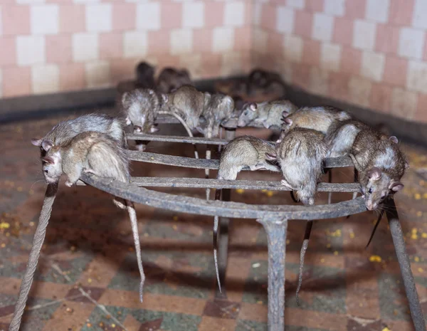 Rat tapınağı, Bikaner