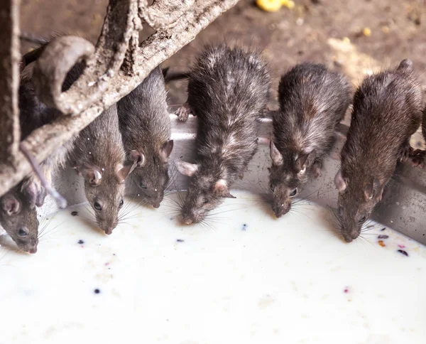 Rat tempel, Bikaner — Stockfoto