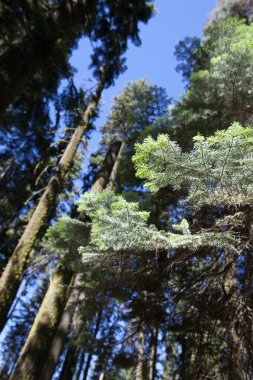Sekoya Ulusal Parkı