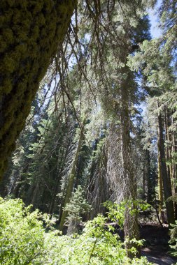 Sekoya Ulusal Parkı