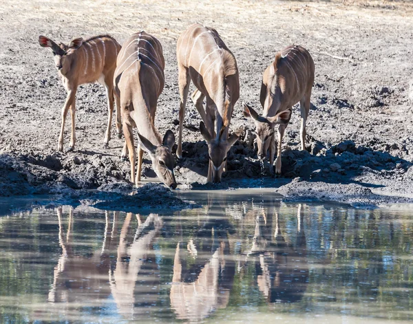 A group of antelopes drinking — Stock Photo, Image