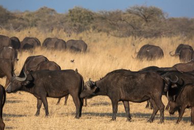 Afrika buffalos Savannah bir grup