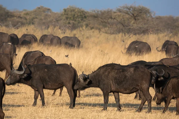 Un grupo de búfalos africanos en Savannah — Foto de Stock