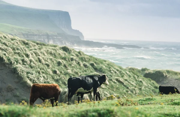 Cows in Eire — Stock Photo, Image