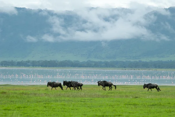 GNU Ngoro ngoro içinde