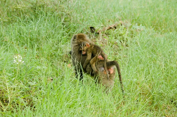Familia de primates —  Fotos de Stock