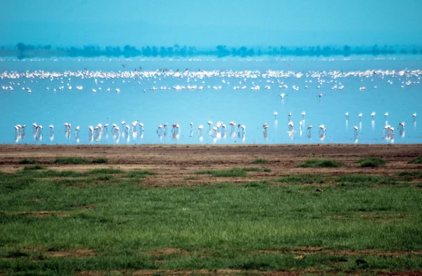 Flamingos — Stockfoto