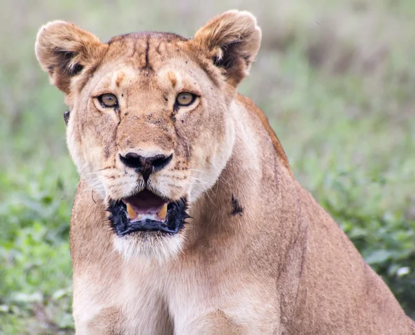 Serengeti de dişi aslan — Stok fotoğraf