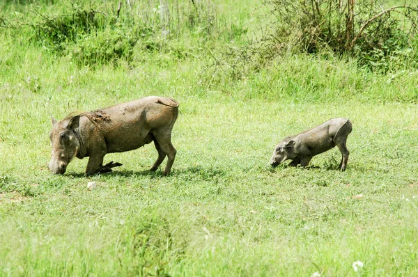 Warthogs on their knees — Stock Photo, Image